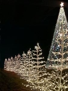Tree Line & Mega Tree